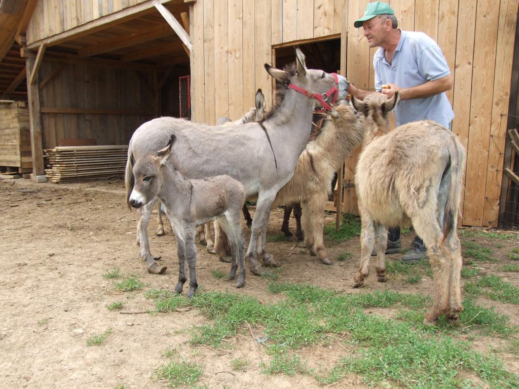 Agroturismo Tourist Farm Ob Izviru Krupe